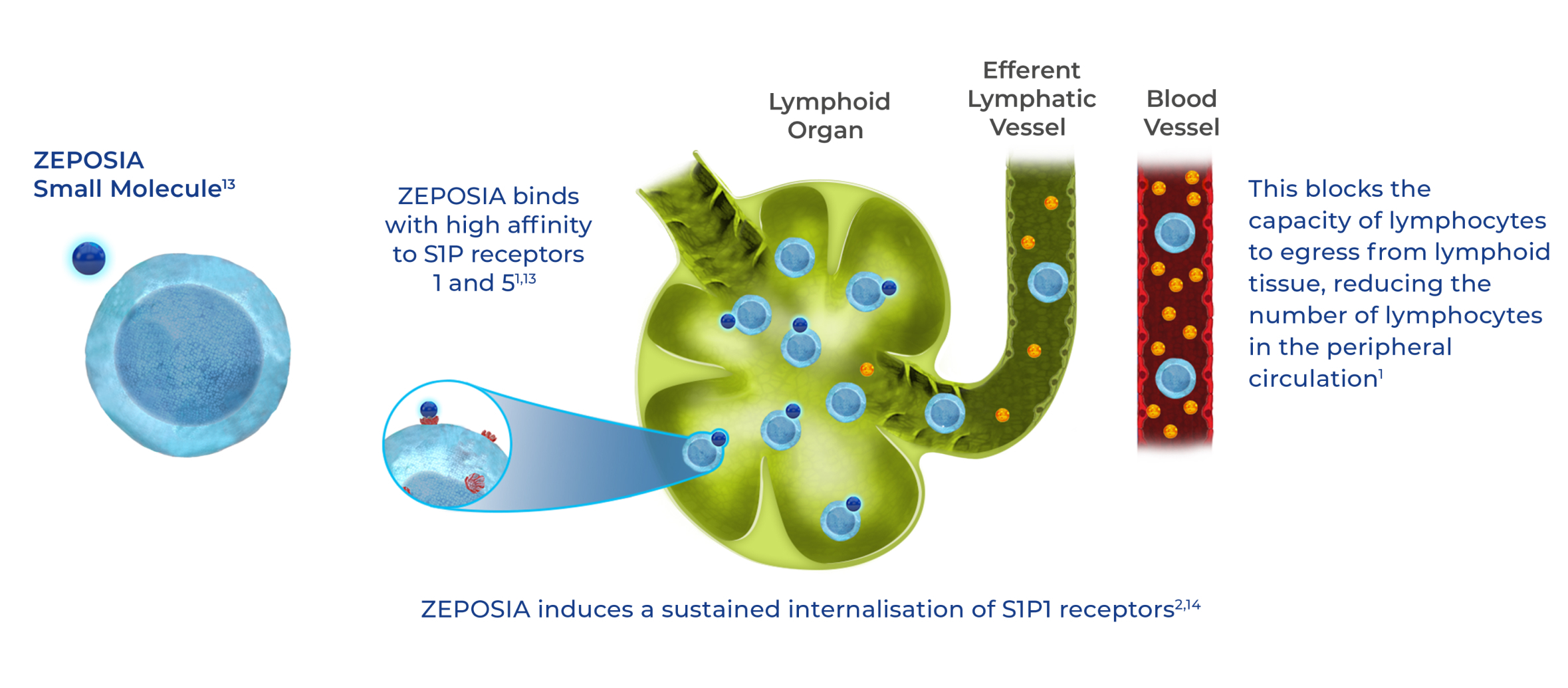 Diagram showing ZEPOSIA small molecule bound to S1P receptors 1 and 5 on lymphocytes in a lymphoid organ, alongside an efferent lymphatic veseel and a blood vessel with circulating lymphocytes 